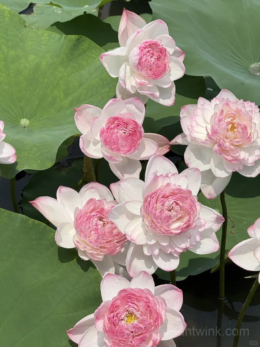 Giant Lotus Rhizomes – Stunning Large Bowl-Sized Blooms for Ponds, Water Gardens & Large Containers - View 3