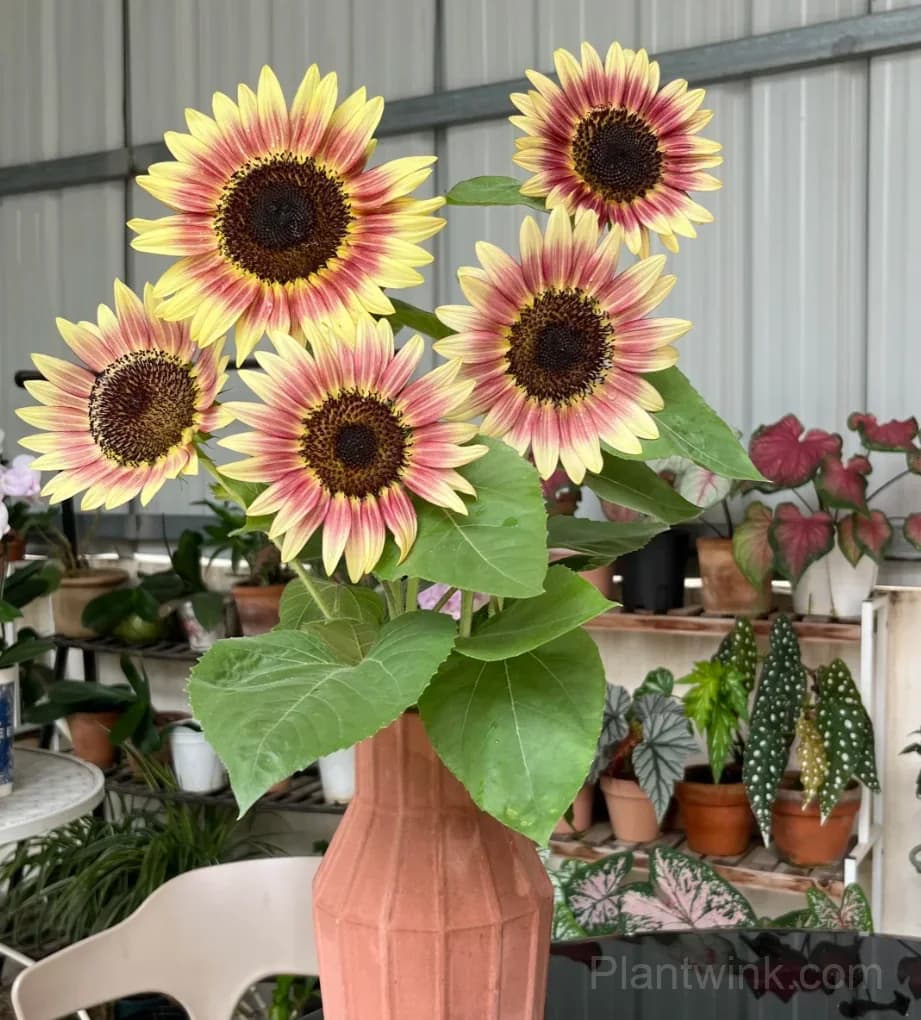 Ruby Sunflower Seeds – Stunning Red Blooms, Easy to Grow & High Germination - Alt