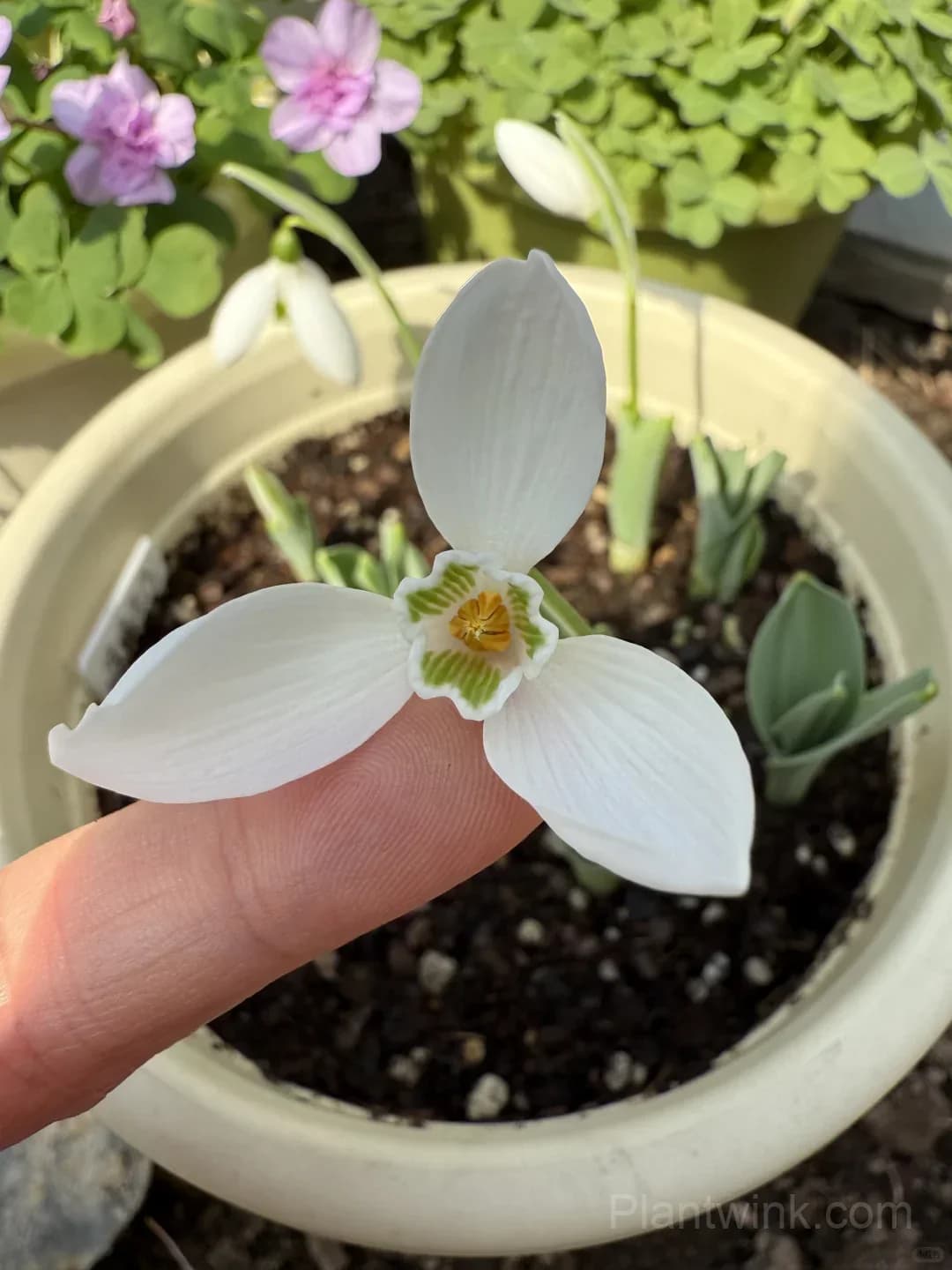 Snowdrop Bulbs (Galanthus) – Hardy White Spring Flowers for Garden, Pots & Landscaping - View 7