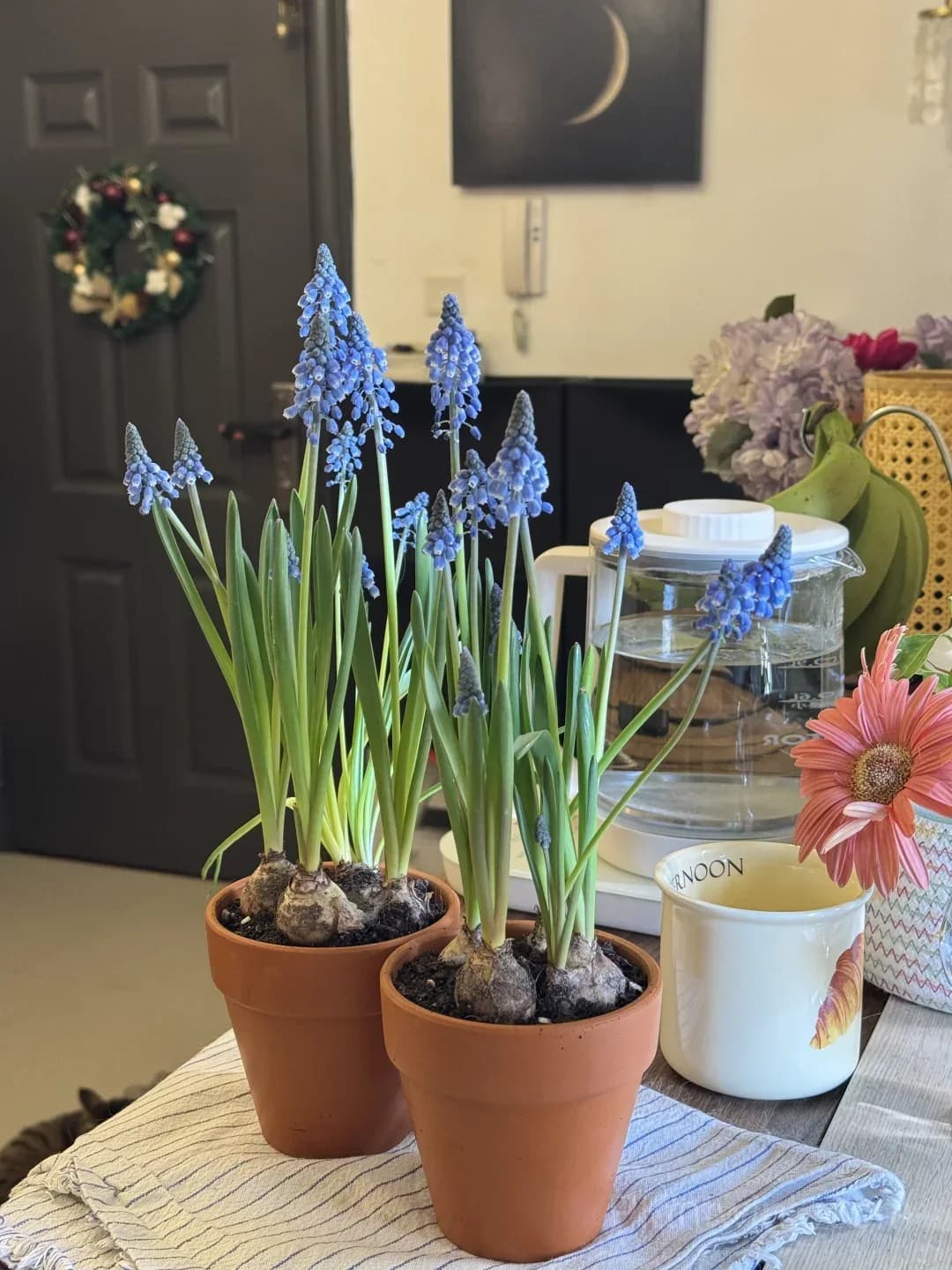 Grape Hyacinth Bulbs (Muscari) – Fragrant Blue Spring Flowers for Garden, Pots & Borders - View 10