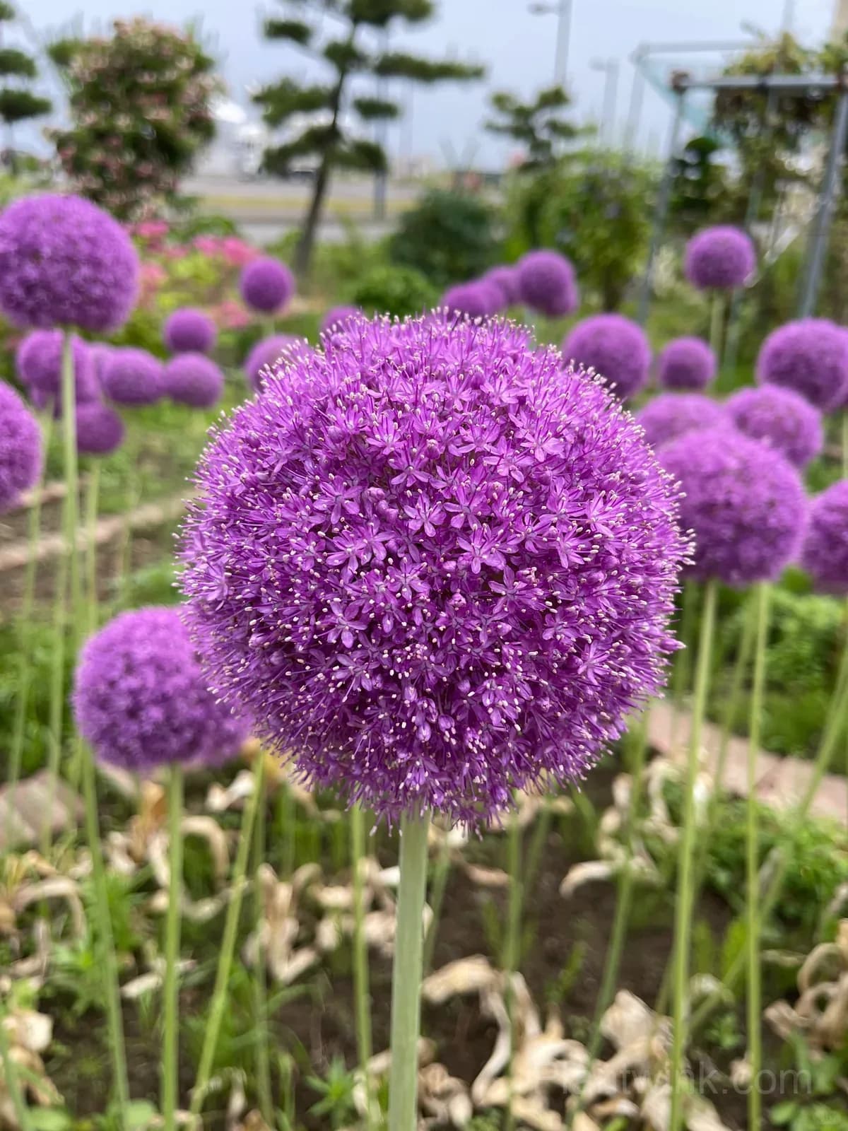 Allium Giganteum Bulbs – Giant Purple Globe Flowers for Garden Borders, Containers & Dried Floral Displays - Alt