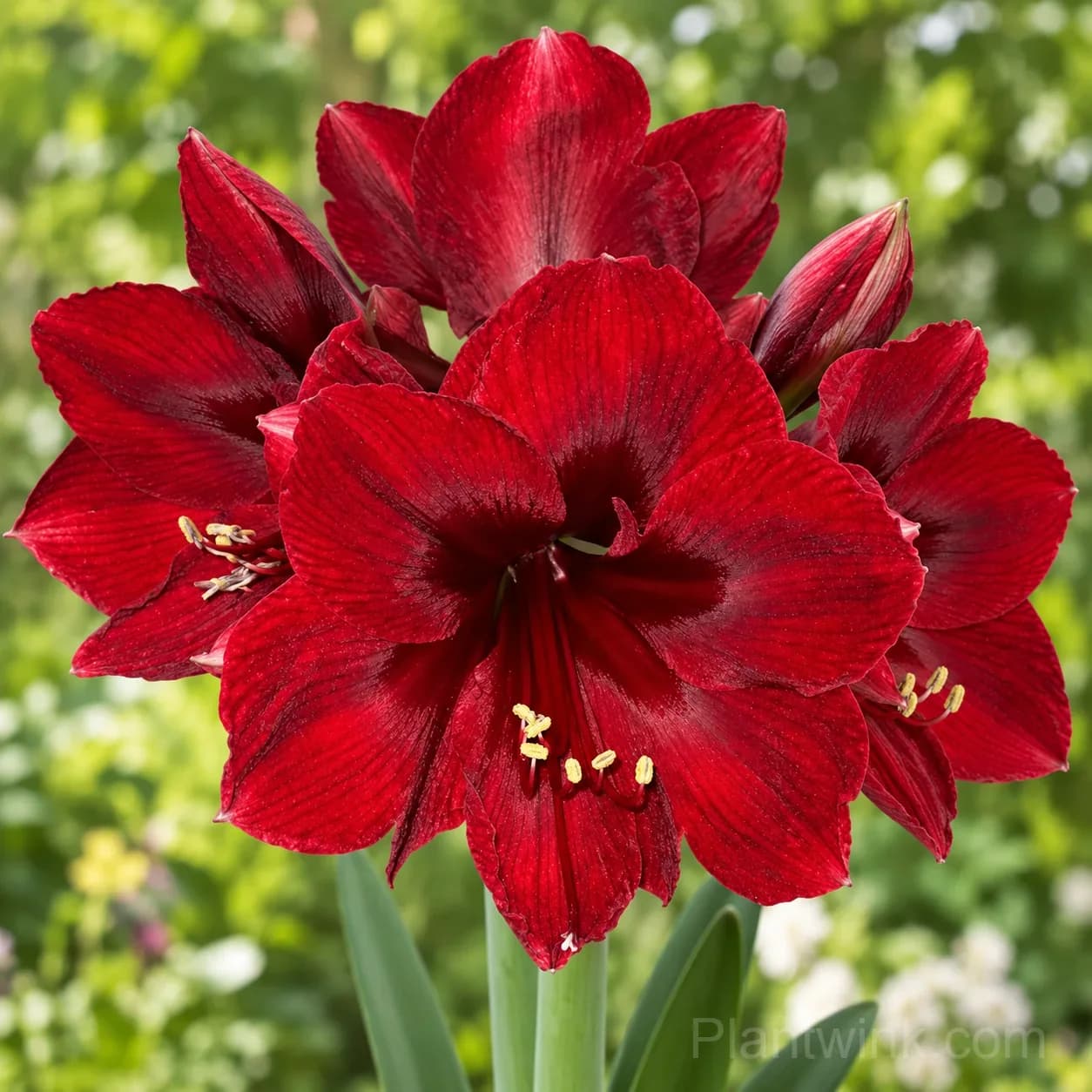 Rare Amaryllis Bulbs – 12 Stunning Varieties in One Complete Collection - View 4