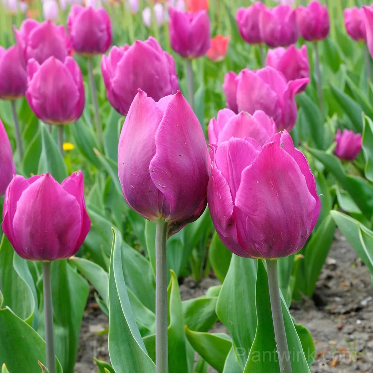 Purple Tulip Bulbs, Vibrant Purple Spring Flowers for Garden & Containers - Alt