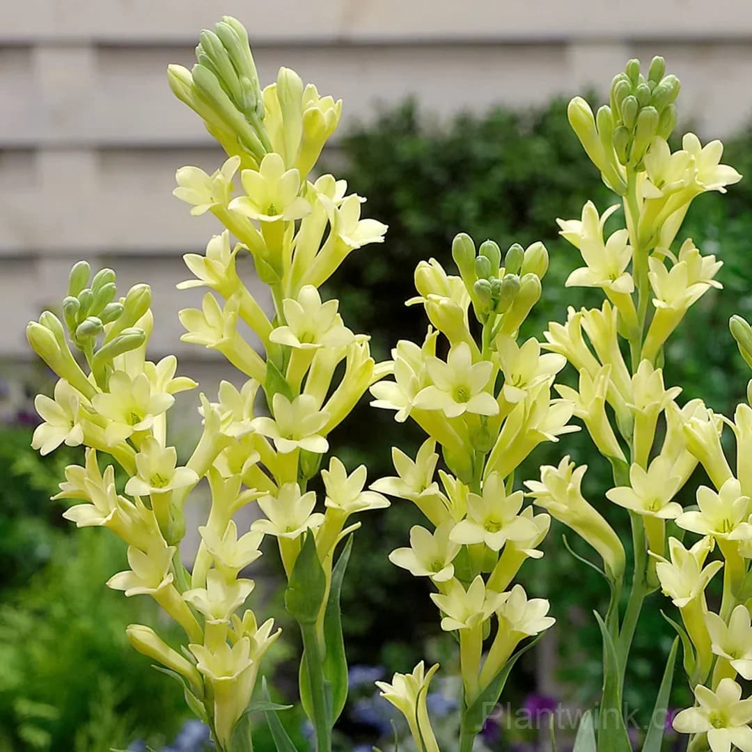 Tuberose Bulbs – Intensely Fragrant White Spikes for Night Gardens, Patio Planters & Perfume-Inspired Bouquets - View 8