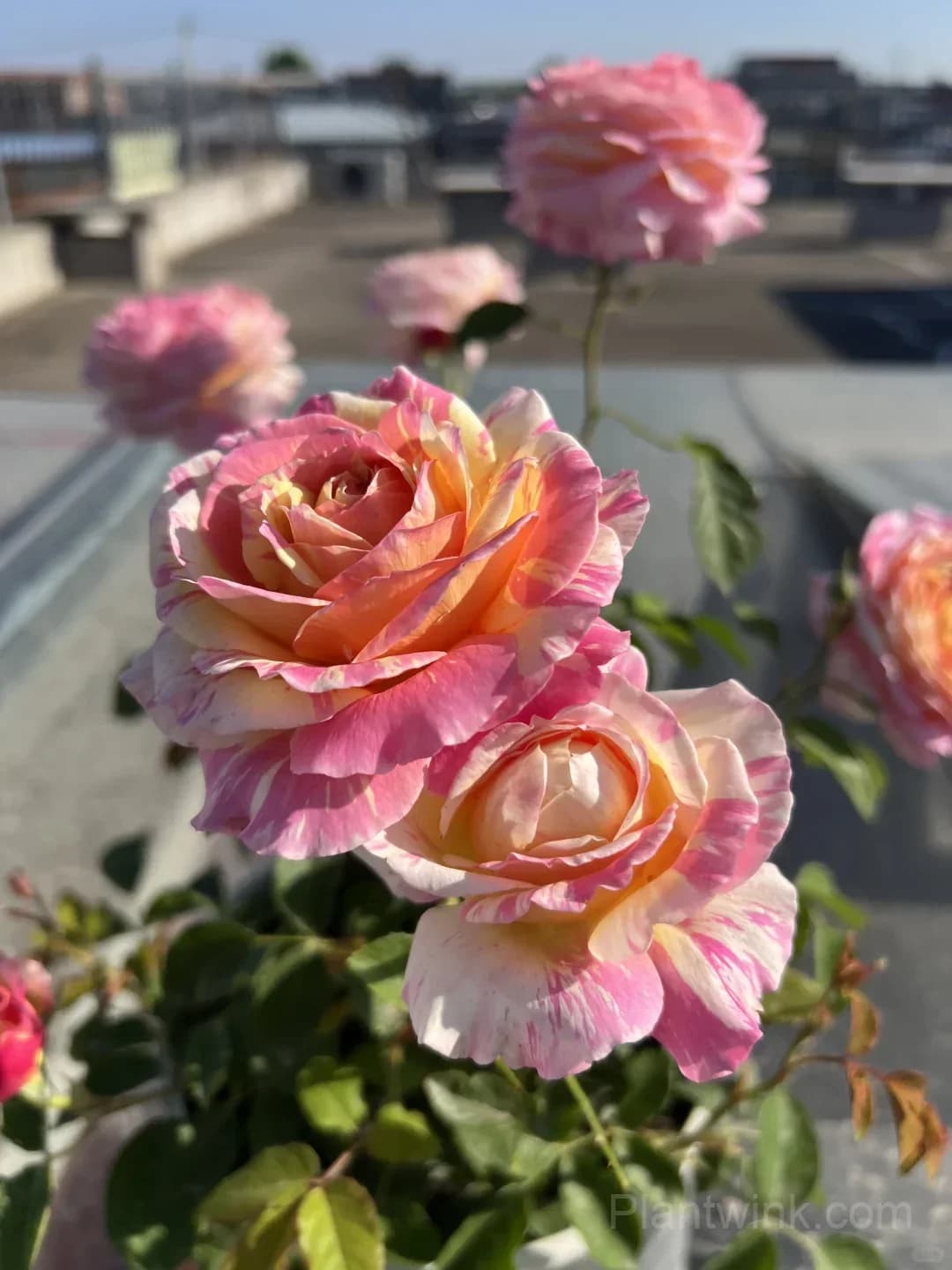 Monet Rose Seeds – Pink & Yellow Striped Roses for Garden, Patio & Home Growing - View 6