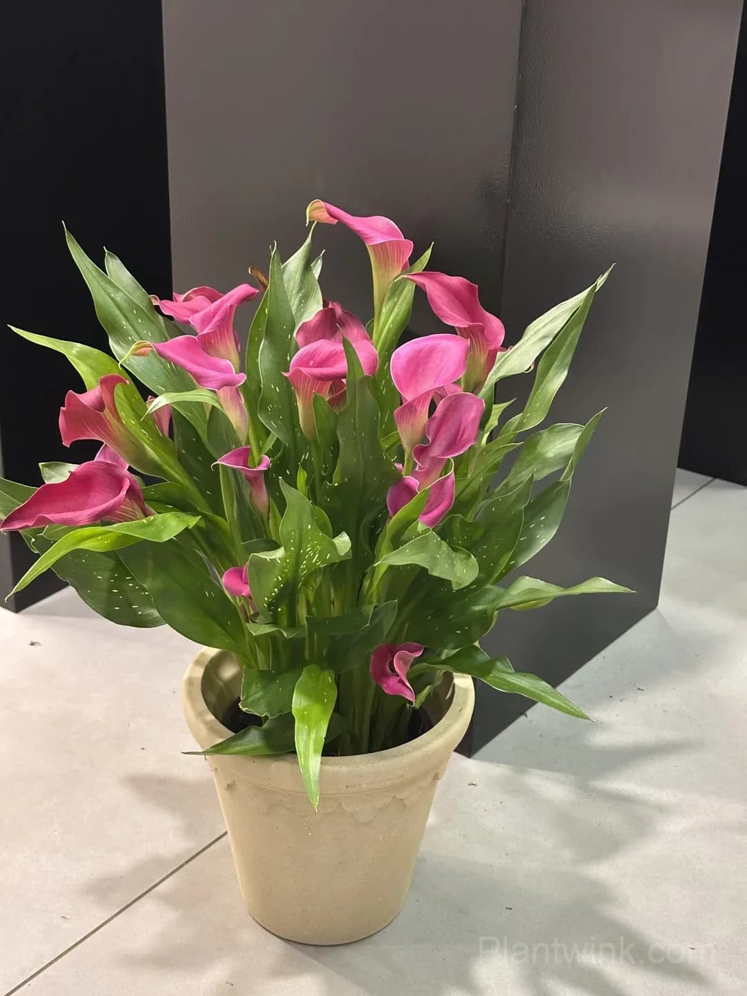 Calla Lily Bulbs – Elegant Trumpet-Shaped Blooms for Garden Beds, Patio Containers & Cut Flower Arrangements - Main
