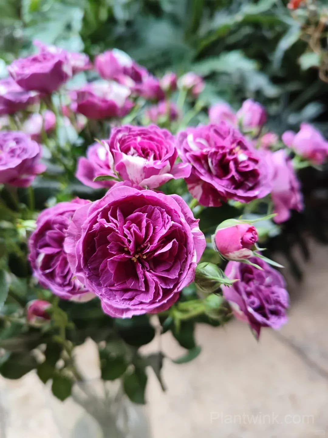 Scented Jewel Rose Seeds - Rare Purple & White Striped Miniature Rose, Strong Fragrant Patio Plant - View 4