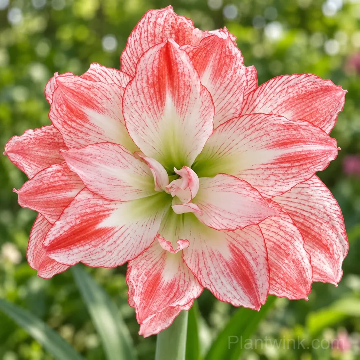 Rare Amaryllis Bulbs – 12 Stunning Varieties in One Complete Collection - View 12