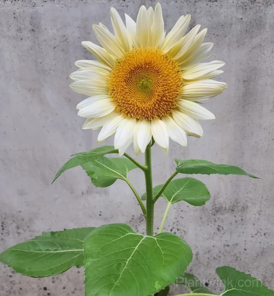 White Moonlight Sunflower Seeds – Elegant White Blooms, Easy to Grow & High Germination - View 3