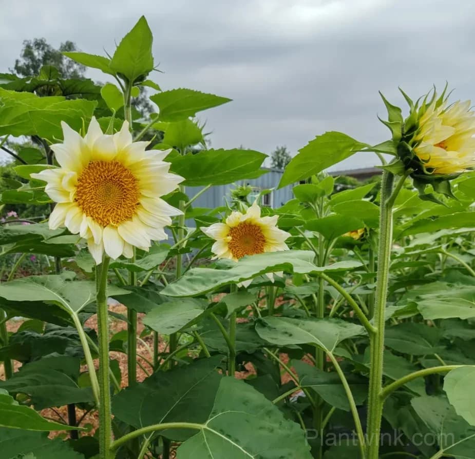 White Moonlight Sunflower Seeds – Elegant White Blooms, Easy to Grow & High Germination - View 9