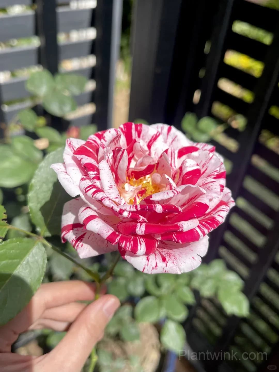 Vintage Pink Rose Seeds – Elegant Double Roses for Garden, Patio & Home Growing - Main