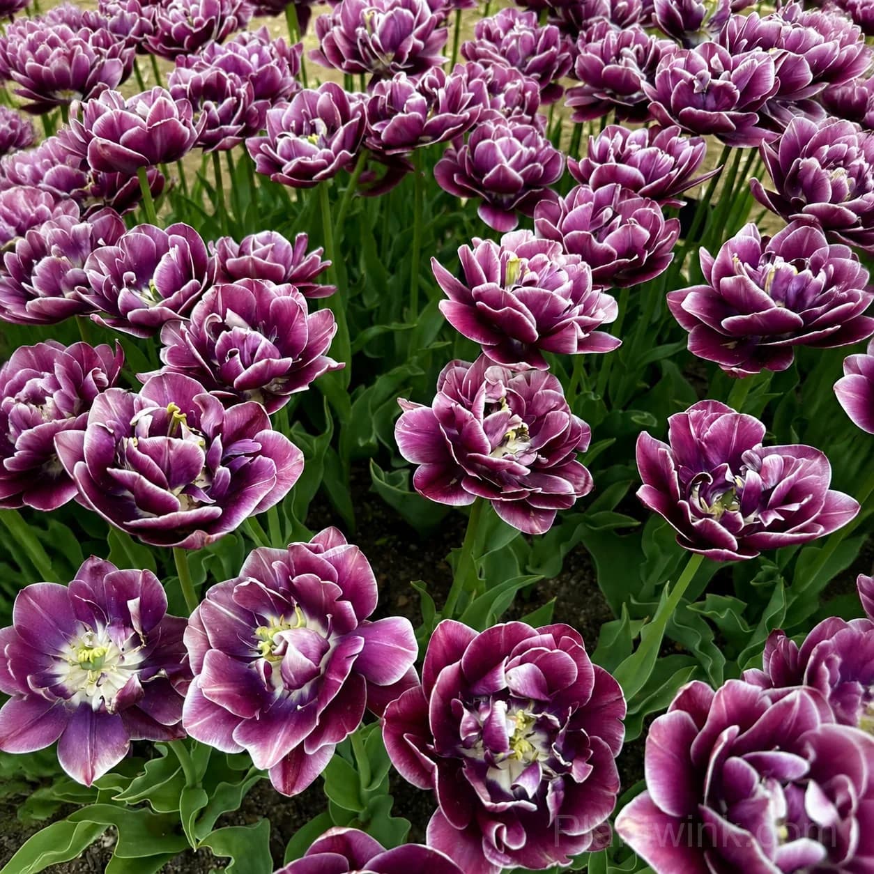 Purple & White Double Tulip Bulbs – Elegant Spring Blooms for Garden & Home - Main