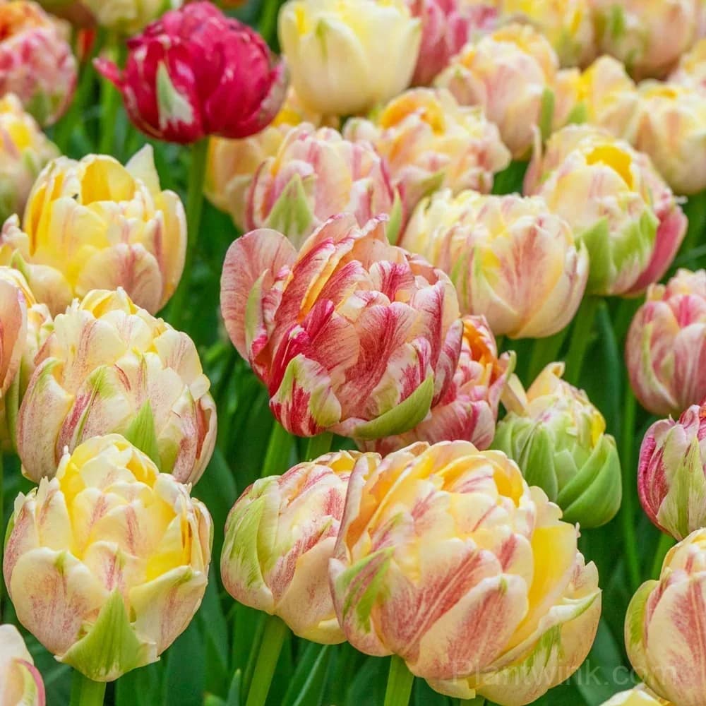 Pink & White Striped Tulip Bulbs – Multicolor Spring Blooms, Easy to Grow - View 2