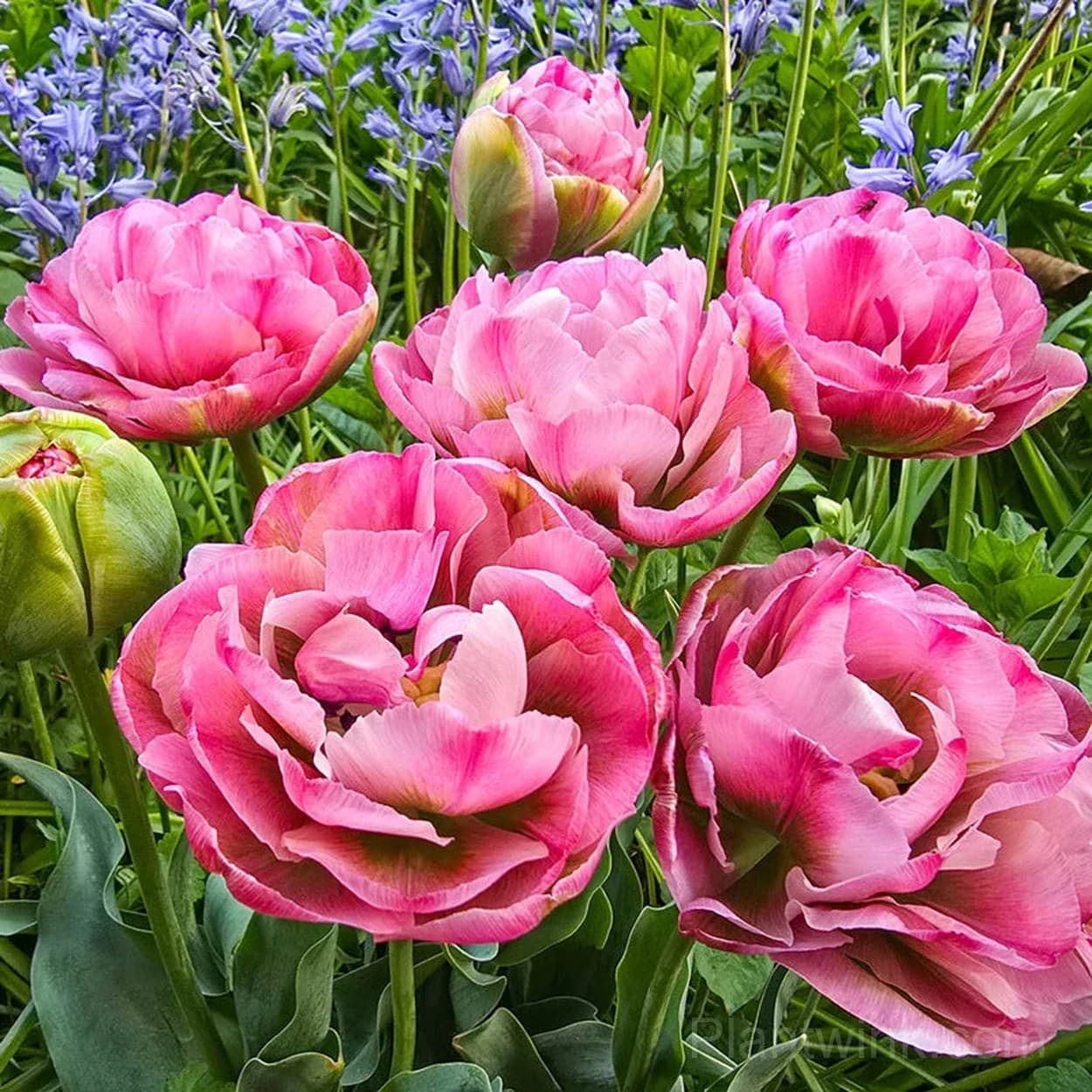 Pink Double Tulip Bulbs – Peony-Like Spring Blooms for Garden & Home - Alt
