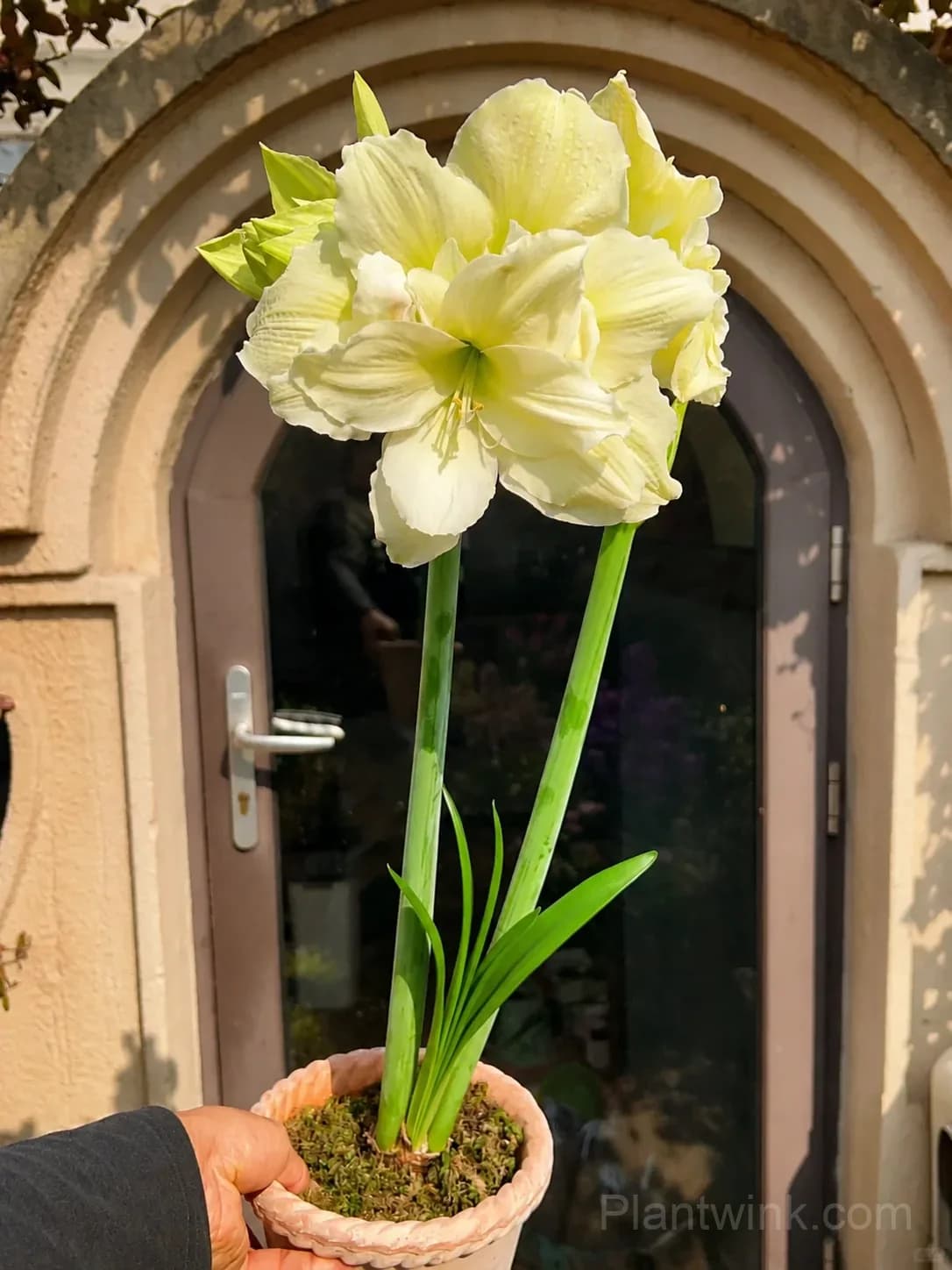 Yellow Amaryllis Bulbs – Golden Yellow Blooms, Easy to Grow & Reblooming - View 2
