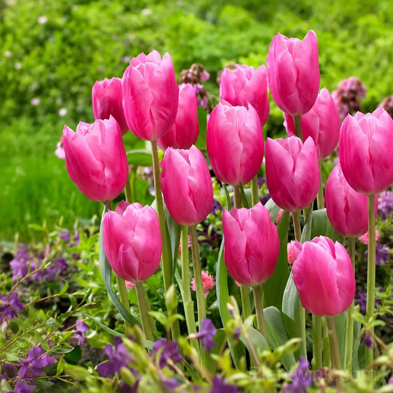 Premium Pink Tulip Bulbs – Dutch Spring Flower Bulbs for Planting & Garden - Main