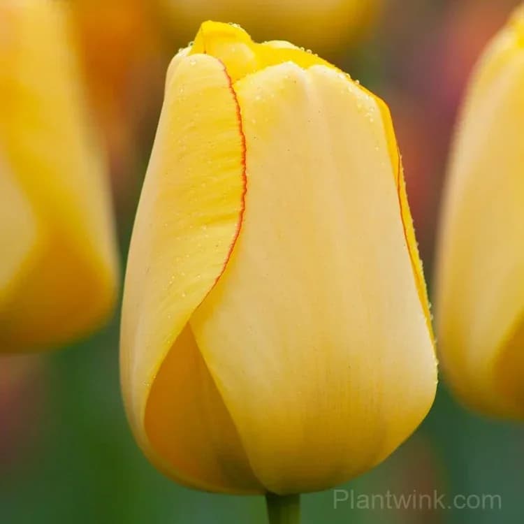 Golden Yellow Tulip Bulbs, Easy-Growing Spring Flowers for Garden & Pots - Alt