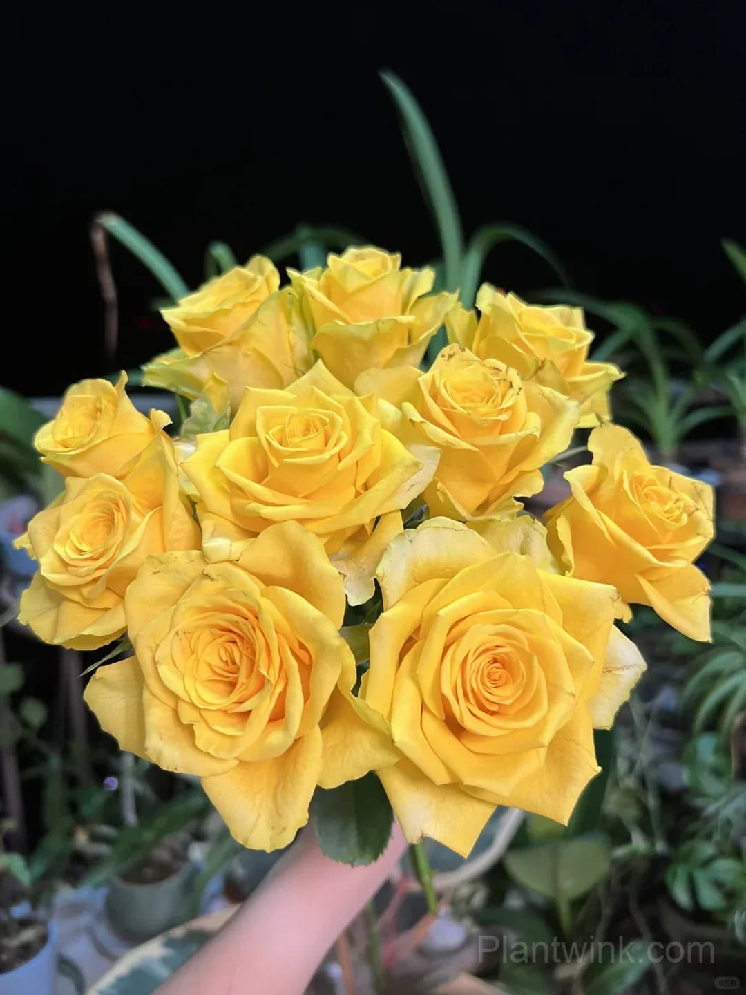 Gold Fury Rose Seeds - Bright Golden Yellow Floribunda Cut Flower, Disease Resistant Garden Plant - View 7