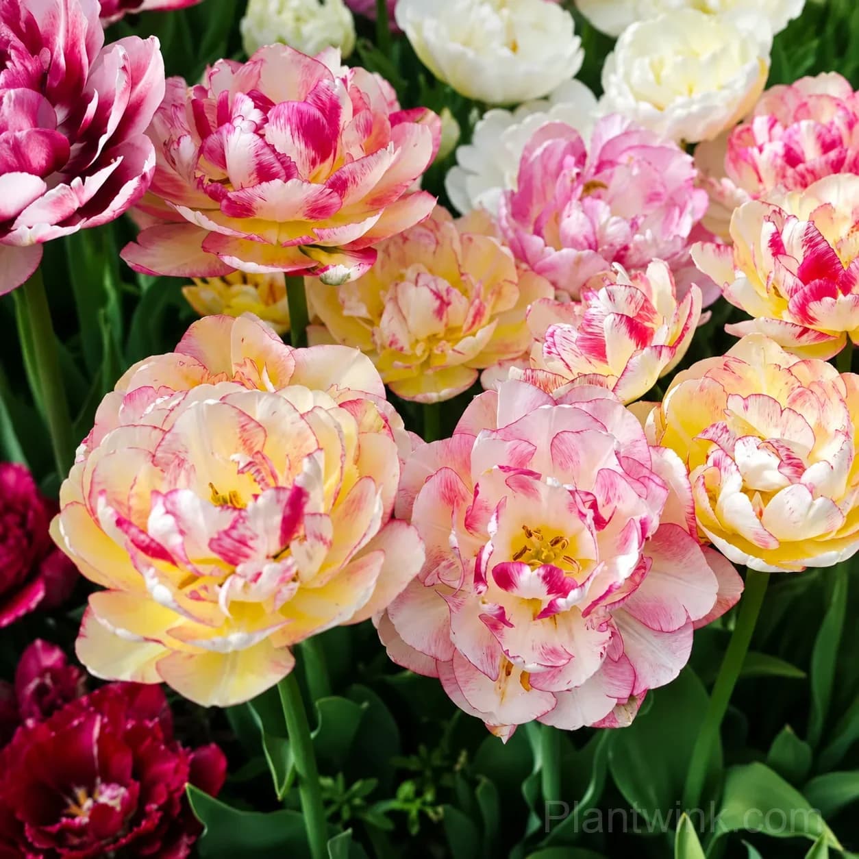 Pink & White Striped Tulip Bulbs – Multicolor Spring Blooms, Easy to Grow - Alt