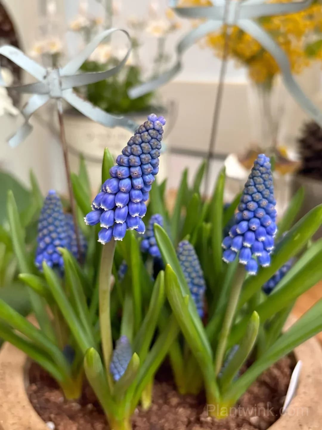 Grape Hyacinth Bulbs (Muscari) – Fragrant Blue Spring Flowers for Garden, Pots & Borders - View 4
