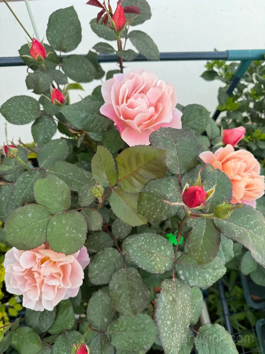 Distant Drums Rose Seeds - Rare Color-Changing Mauve & Bronze Shrub, Strong Myrrh Fragrance - View 8