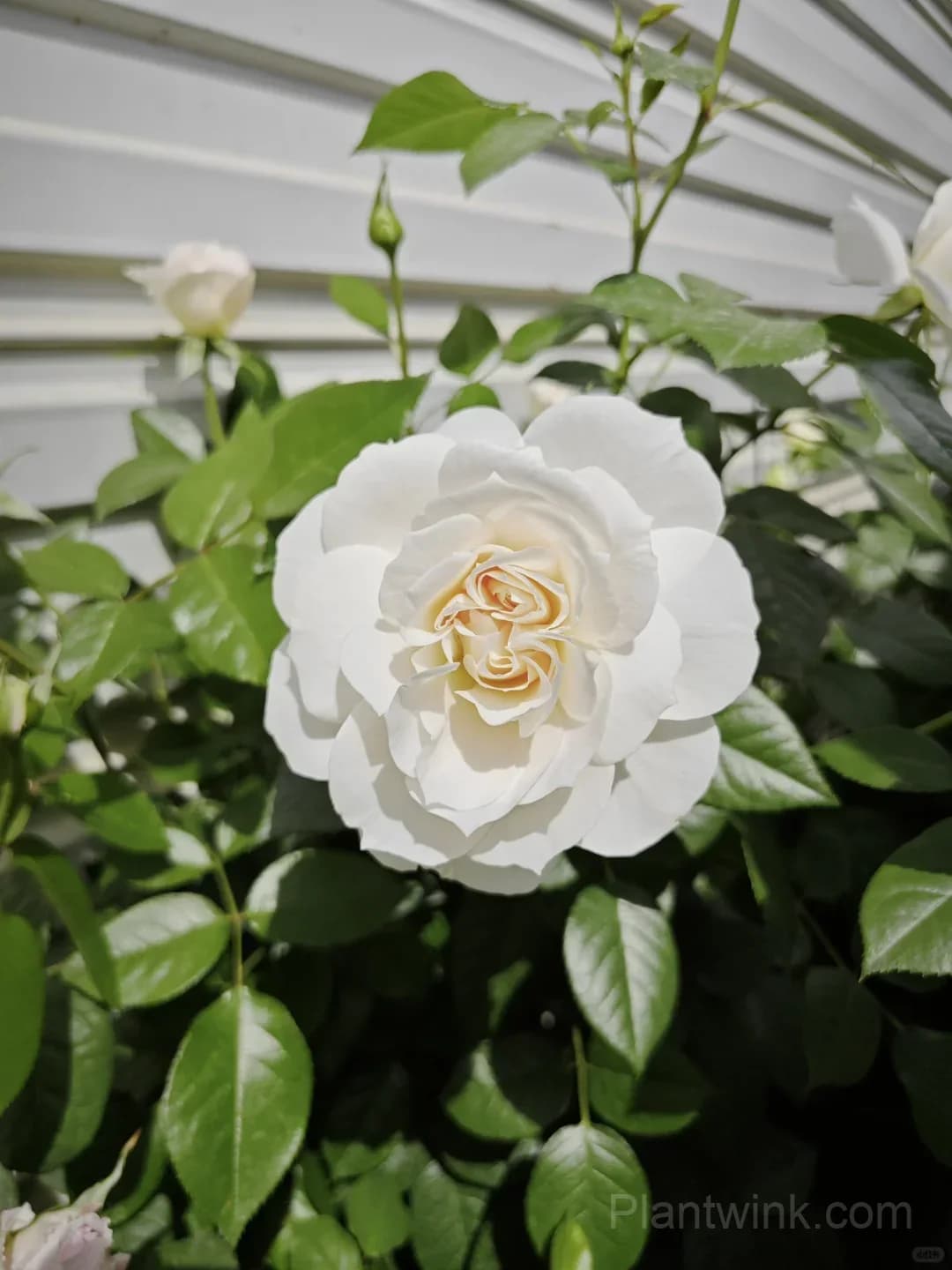 Opera Queen Rose Seeds - Cream & Apricot Bicolor Shrub Rose, Fragrant Citrus Scent - View 4