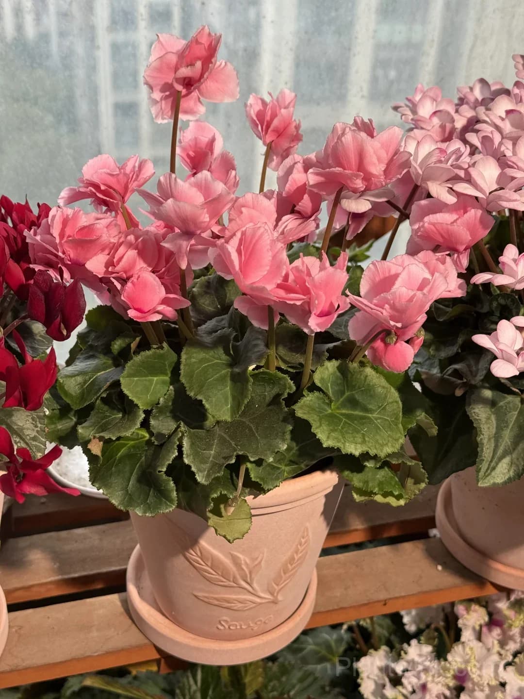 Cyclamen Bulbs– Easy-to-Grow Winter Bloomers for Indoor Pots, Balcony Planters & Holiday Decor - View 10