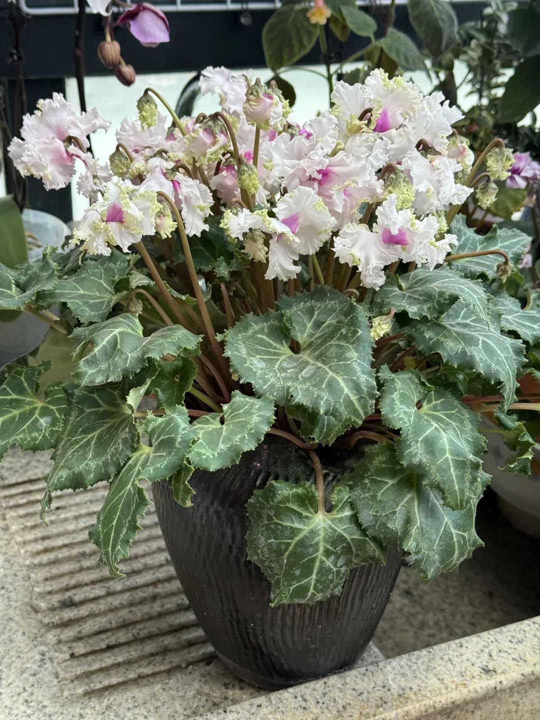 Cyclamen Bulbs– Easy-to-Grow Winter Bloomers for Indoor Pots, Balcony Planters & Holiday Decor - View 8
