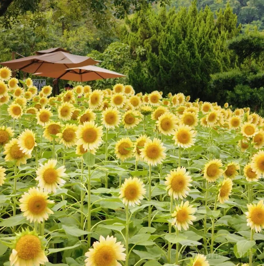 Cream Sunflower Seeds – Soft Yellow Blooms, Easy to Grow & High Germination - Alt