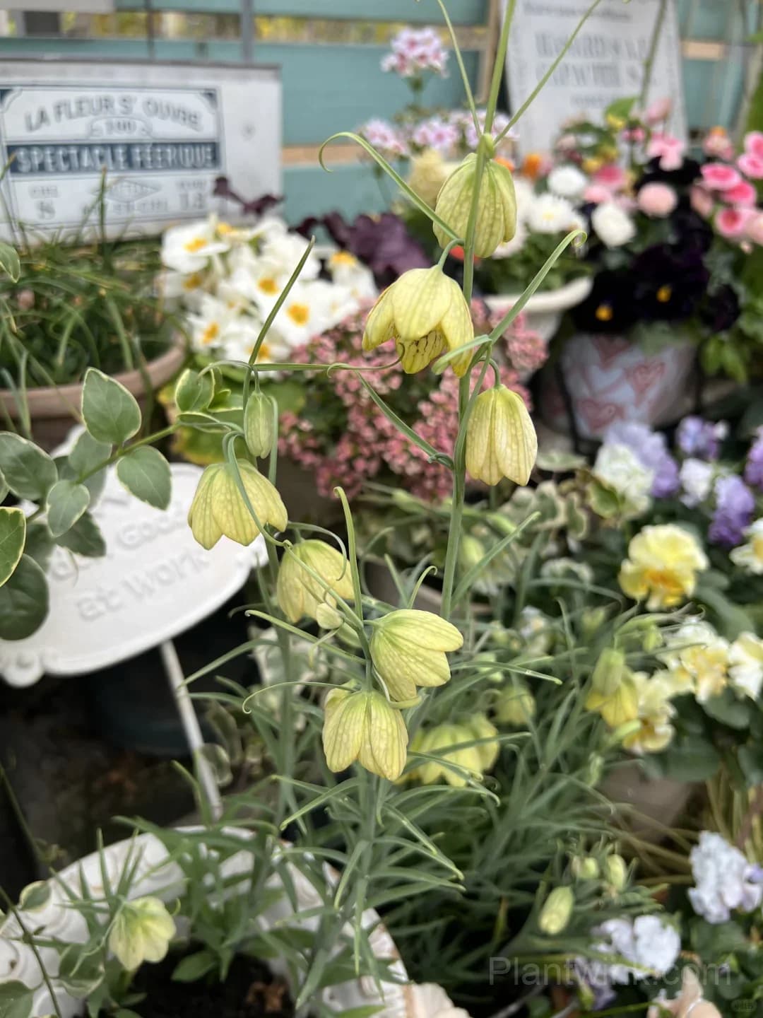 Fritillaria Thunbergii Bulbs – Rare Bell-Shaped Checkered Flowers for Woodland Gardens, Containers & Naturalized Landscapes - View 10