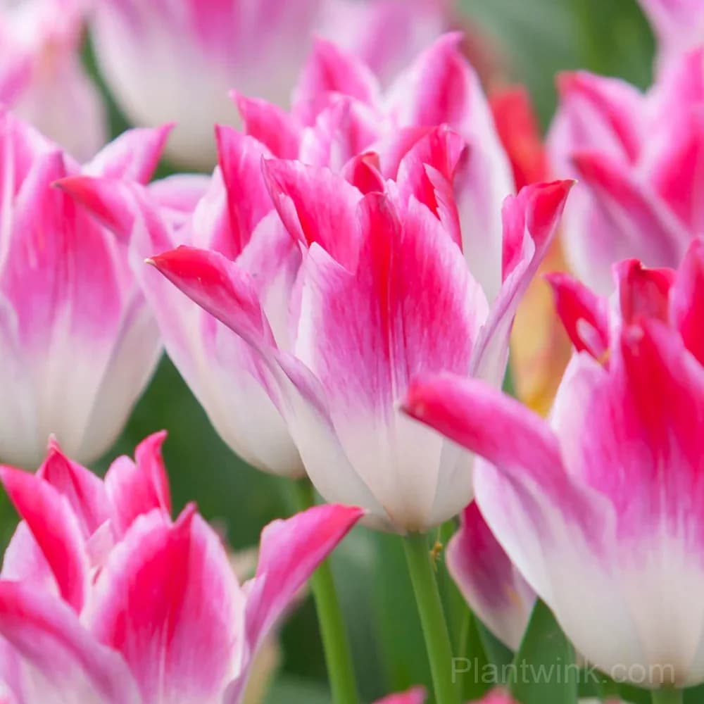 Marilyn Tulip Bulbs, Pink & White Lily-Flowered Tulips for Garden & Patio - Main