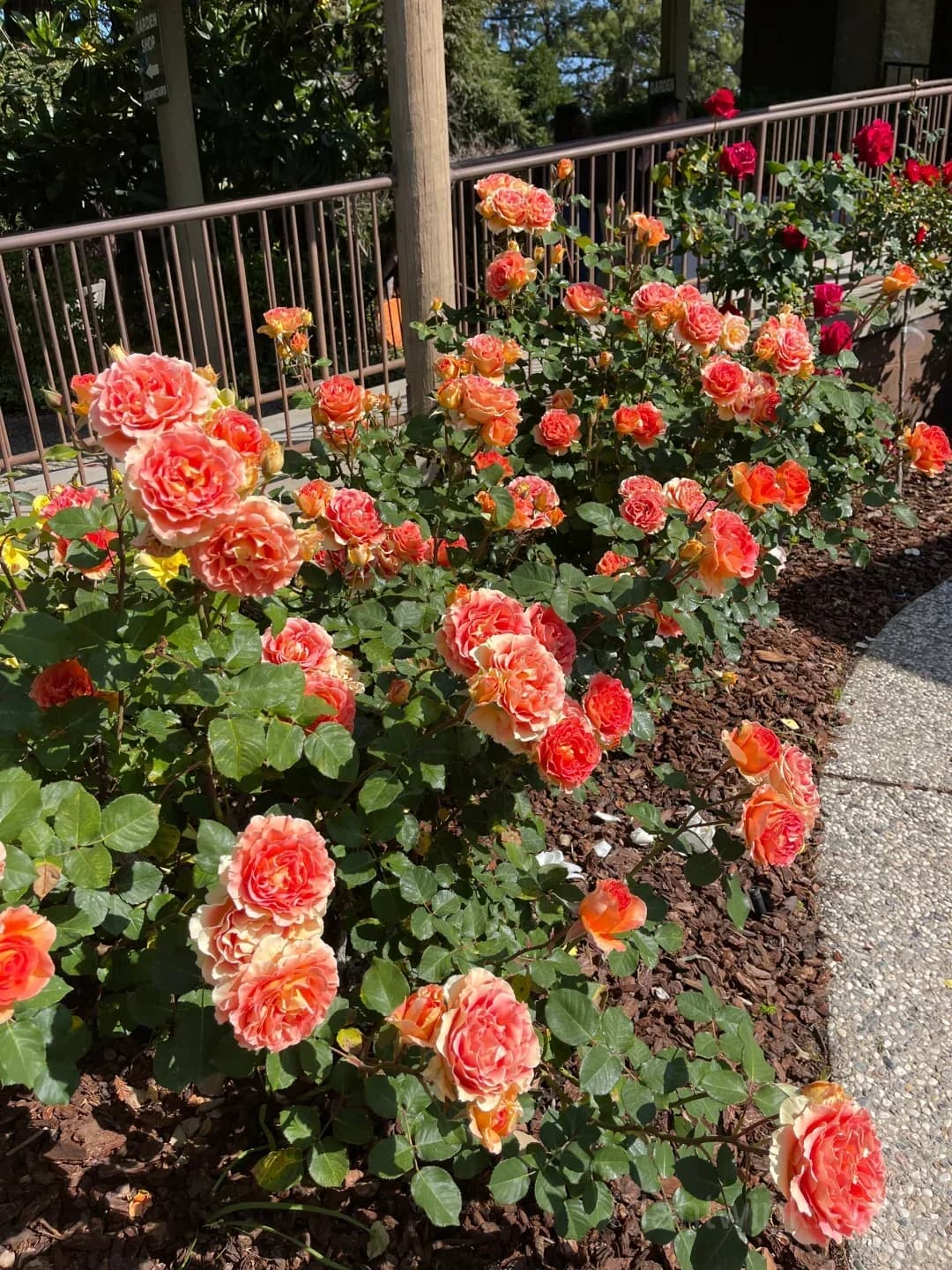 Brass Band Rose Seeds - Award-Winning Apricot Orange Floribunda, Disease Resistant Garden Flower - Alt