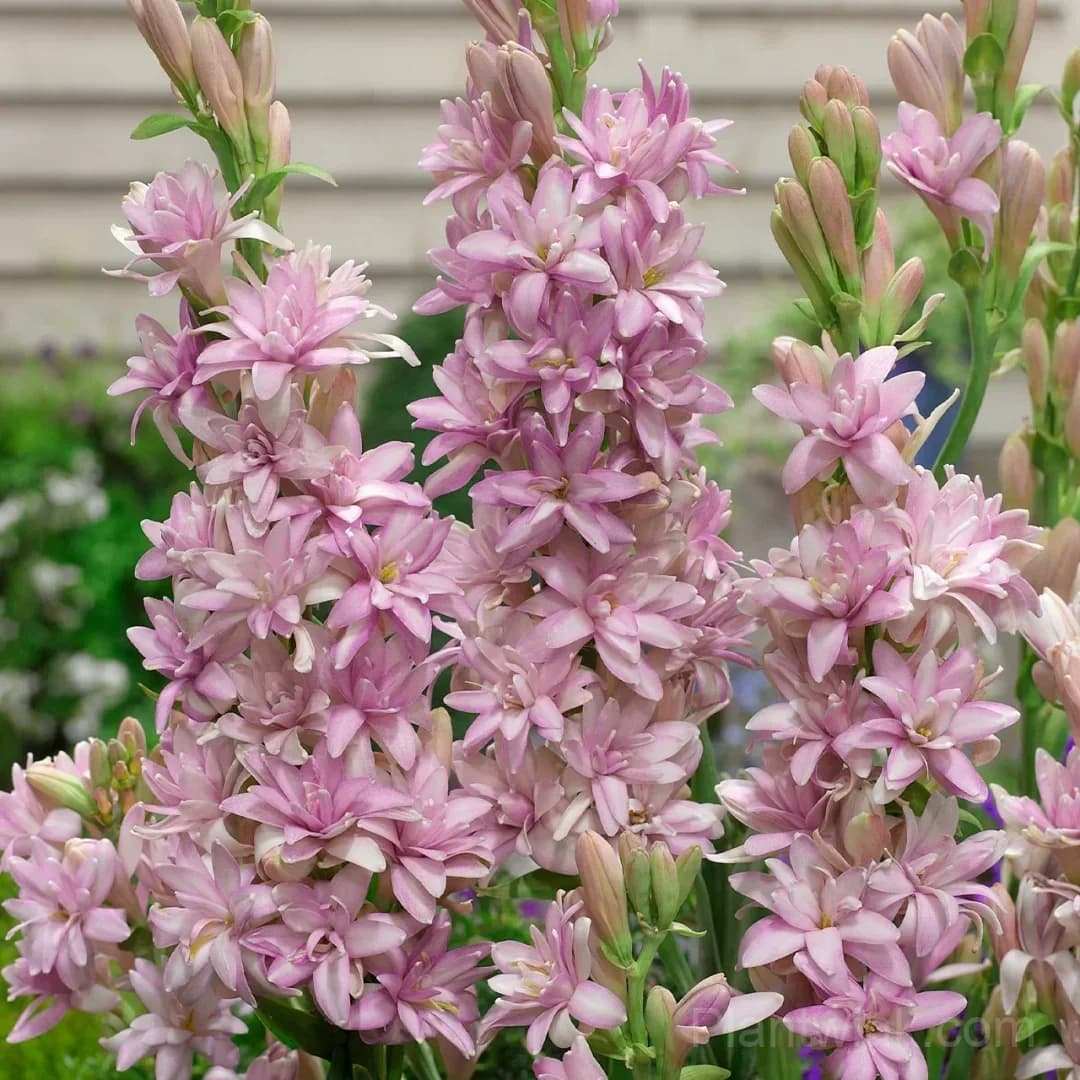 Tuberose Bulbs – Intensely Fragrant White Spikes for Night Gardens, Patio Planters & Perfume-Inspired Bouquets - View 7