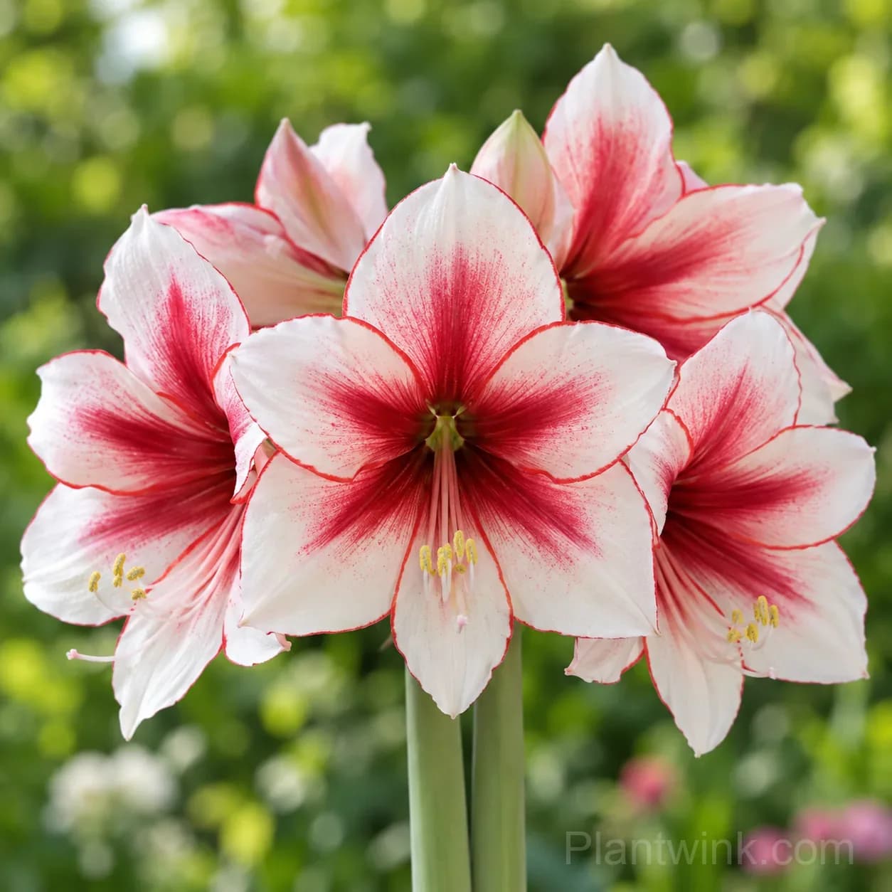 Rare Amaryllis Bulbs – 12 Stunning Varieties in One Complete Collection - View 11