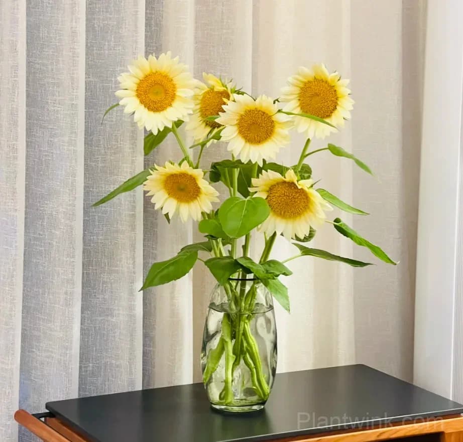 Cream Sunflower Seeds – Soft Yellow Blooms, Easy to Grow & High Germination - View 7