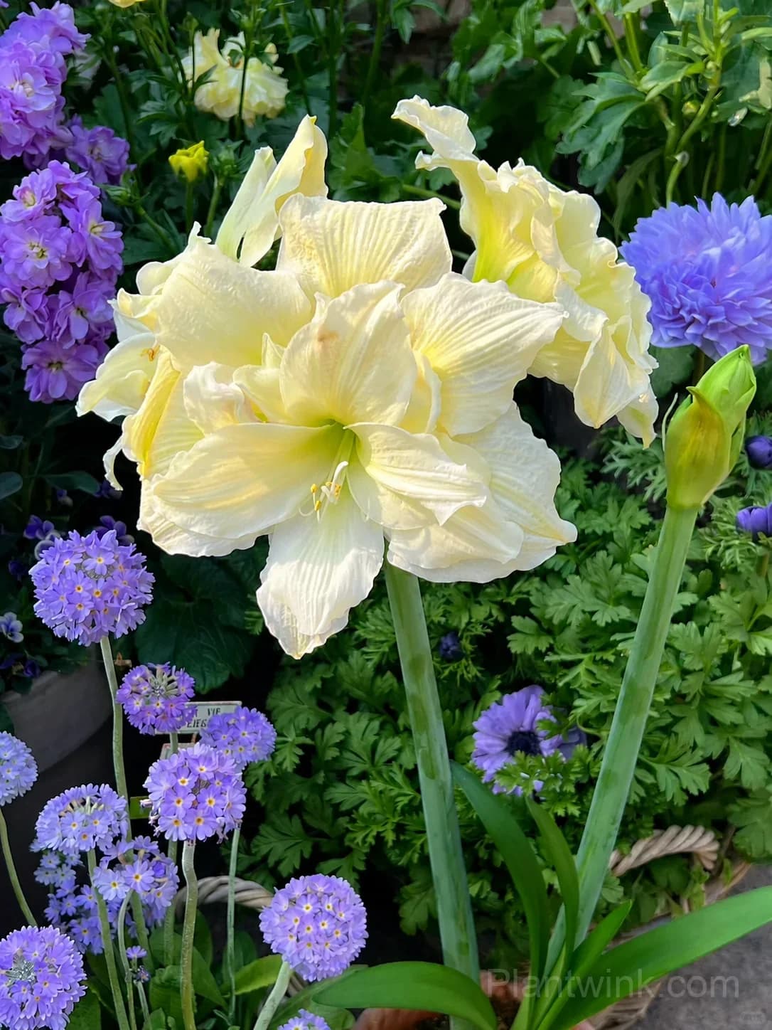 Yellow Amaryllis Bulbs – Golden Yellow Blooms, Easy to Grow & Reblooming - View 5
