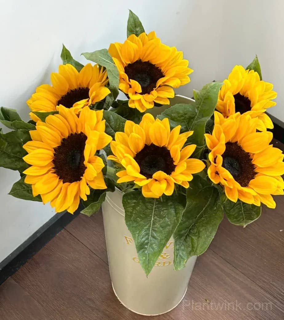 Black Center Sunflower Seeds – Giant Yellow Blooms, Easy to Grow & High Germination - View 4