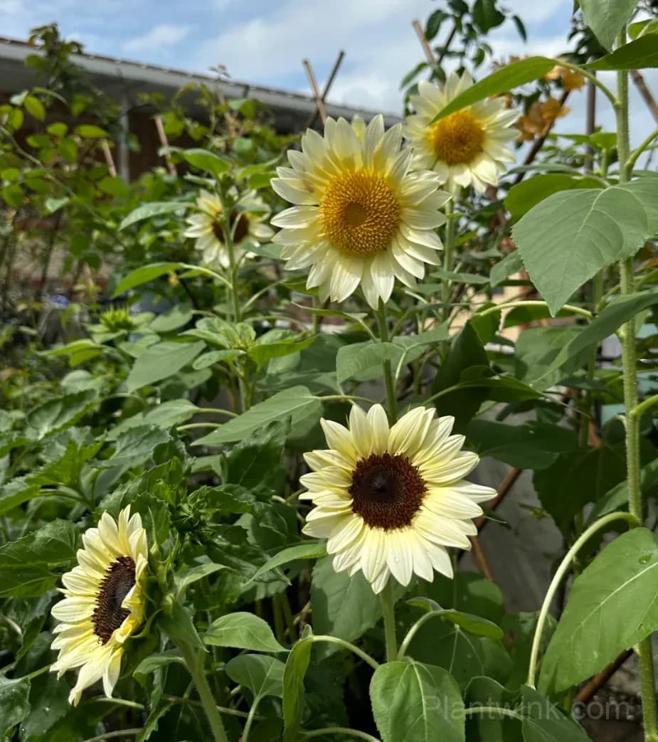 White Moonlight Sunflower Seeds – Elegant White Blooms, Easy to Grow & High Germination - View 8
