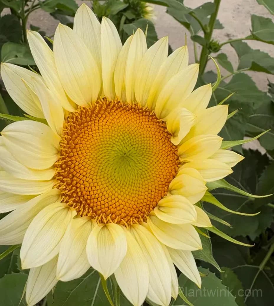 Cream Sunflower Seeds – Soft Yellow Blooms, Easy to Grow & High Germination - Main