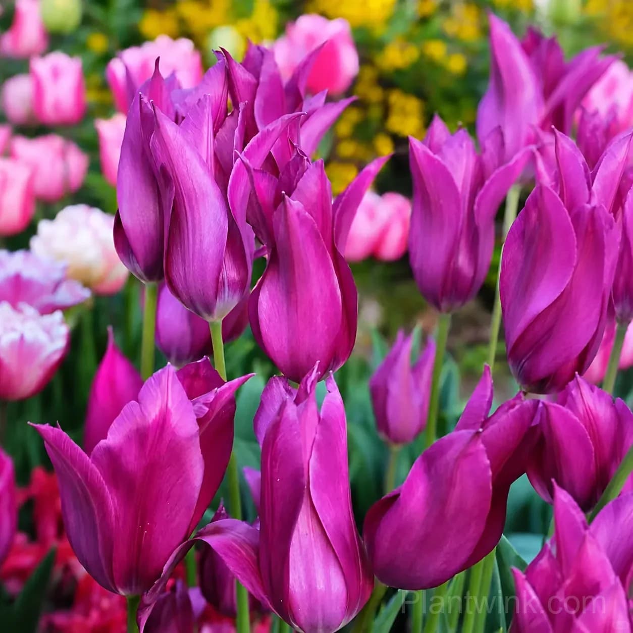 Purple Lily-Flowered Tulip Bulbs – Elegant Pointed Petals - View 4