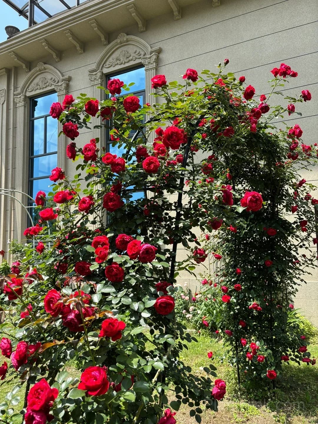 Florentina Rose Seeds – Climbing Red Roses for Garden, Trellis & Home Growing - View 8