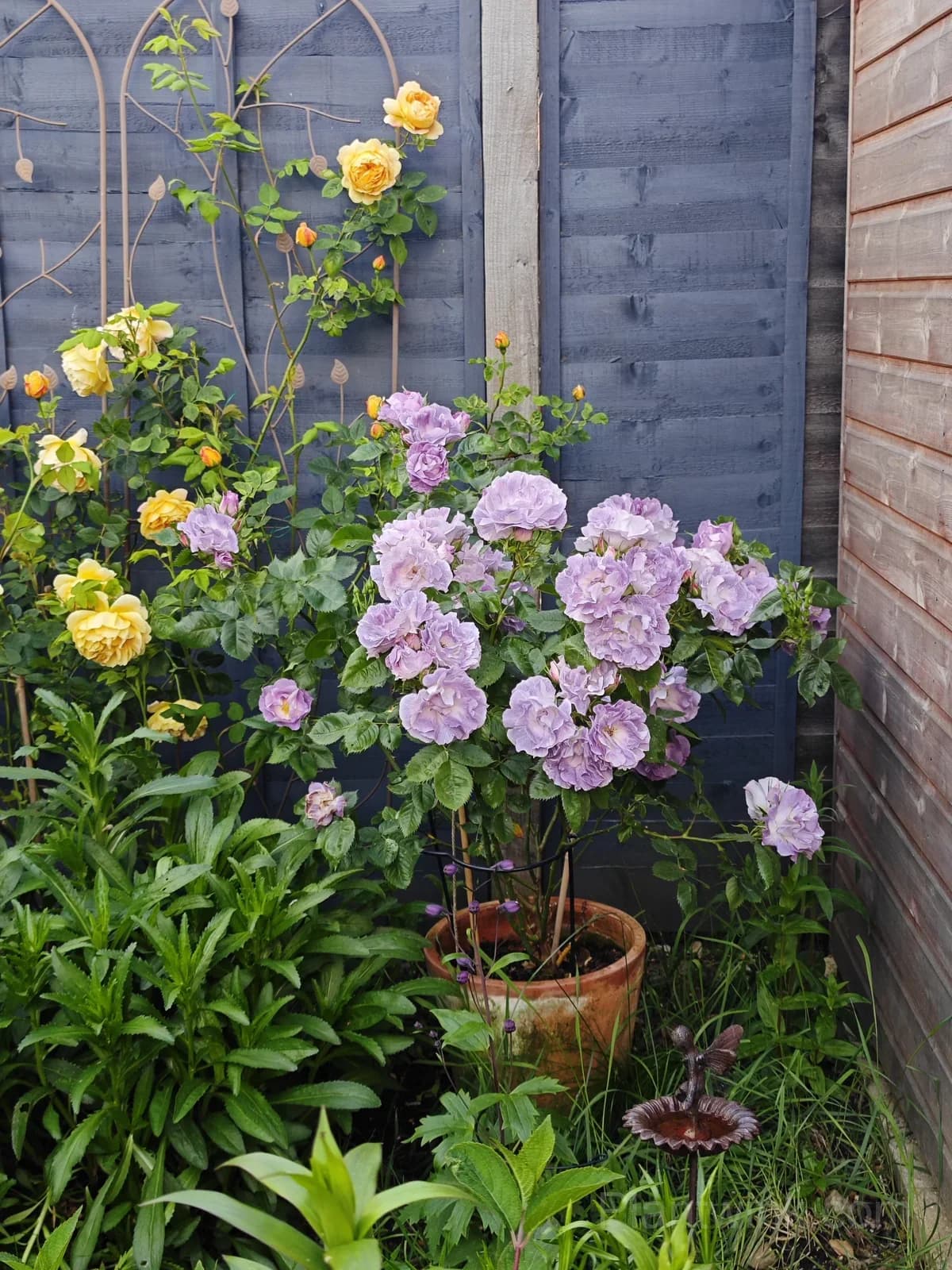 Blue Dream Rose Seeds – Beautiful Blue-Purple Blooms, Easy to Grow & Unique - View 2