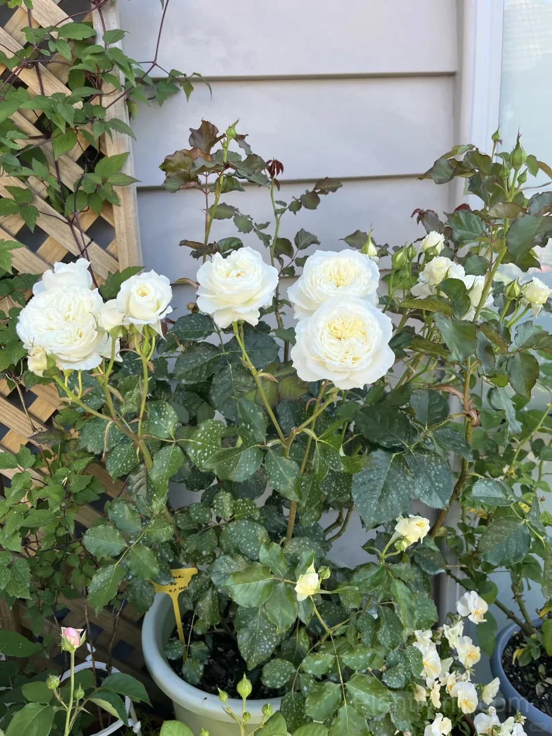 Cream White Rose Seeds – Large Double Blooms, Easy to Grow - Alt