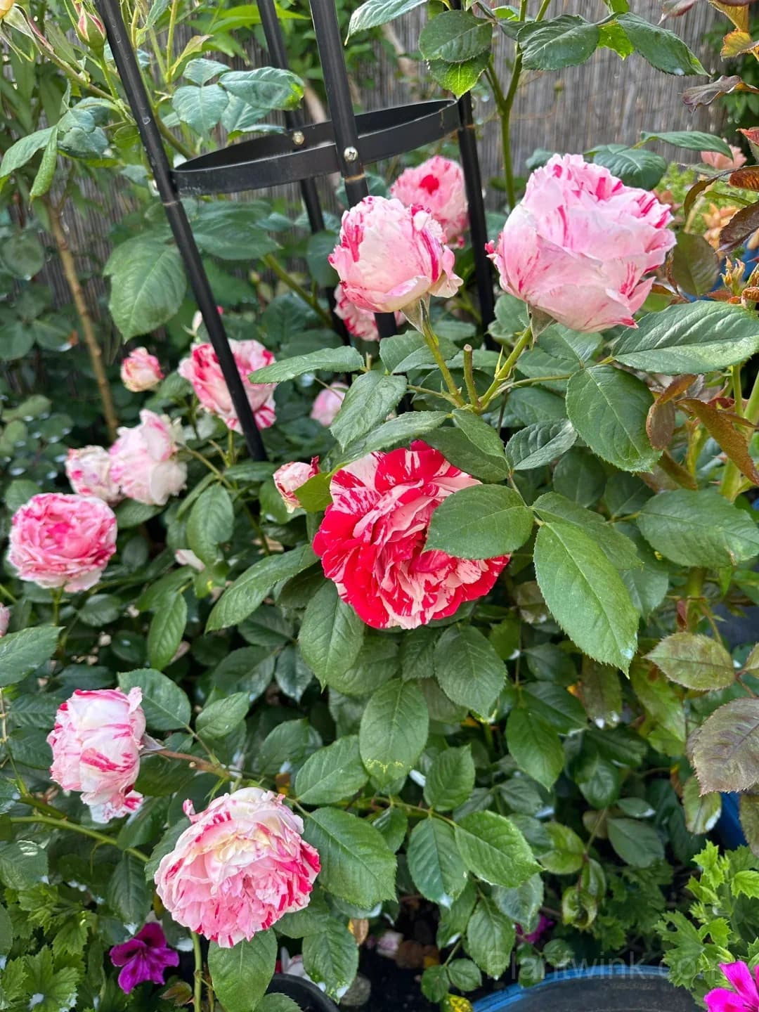 Vintage Pink Rose Seeds – Elegant Double Roses for Garden, Patio & Home Growing - Alt