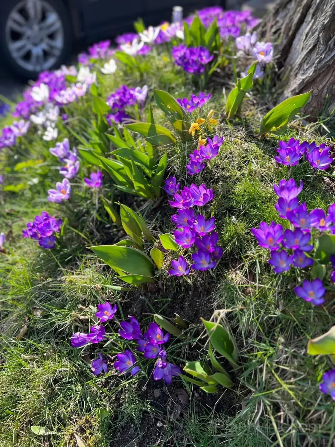 Crocus Bulbs – Colorful Spring Flowers for Garden, Pots & Landscaping - View 6
