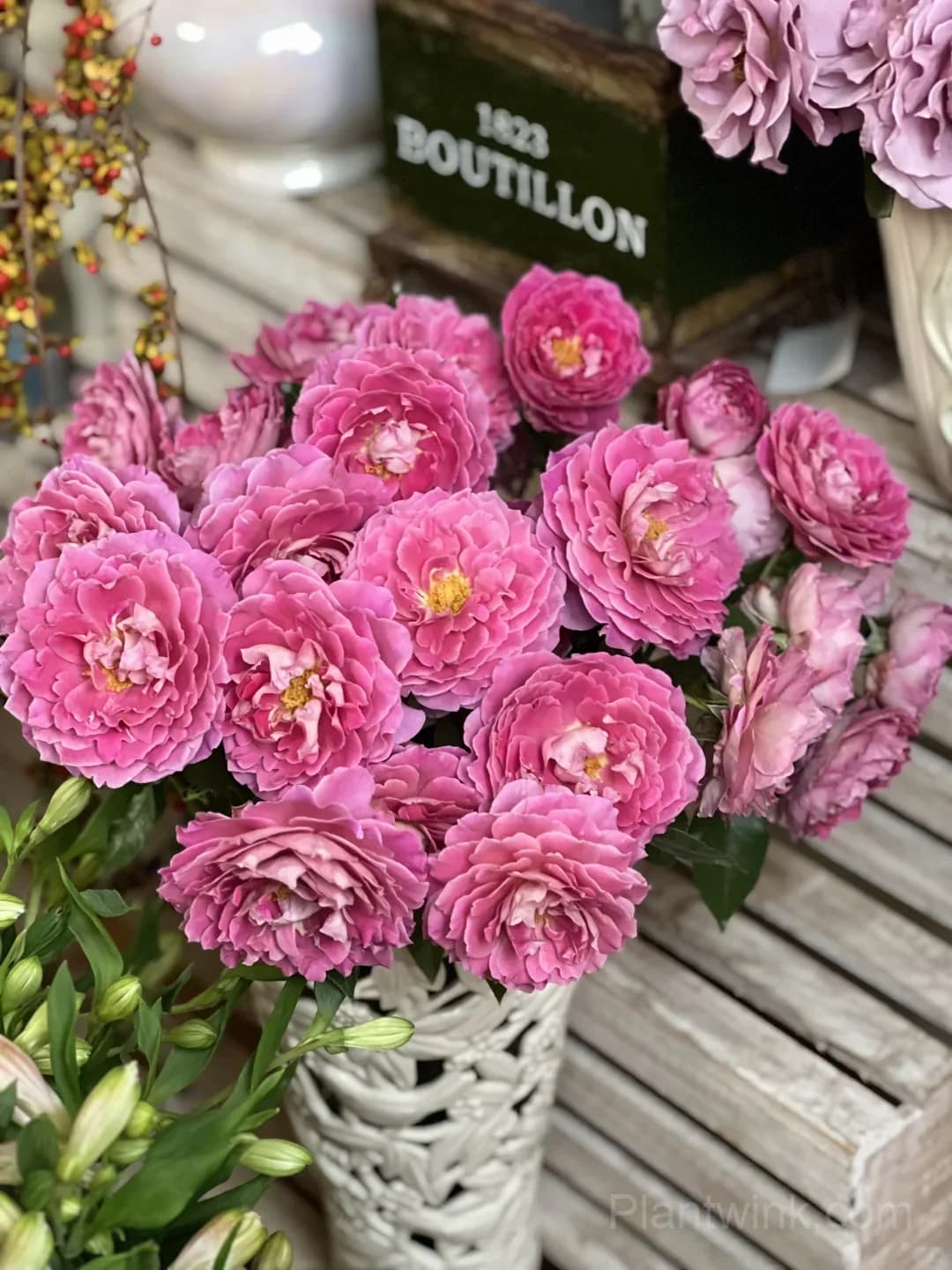Ruffled Pink Rose Seeds – Large Double Roses for Garden, Patio & Home Growing - Alt