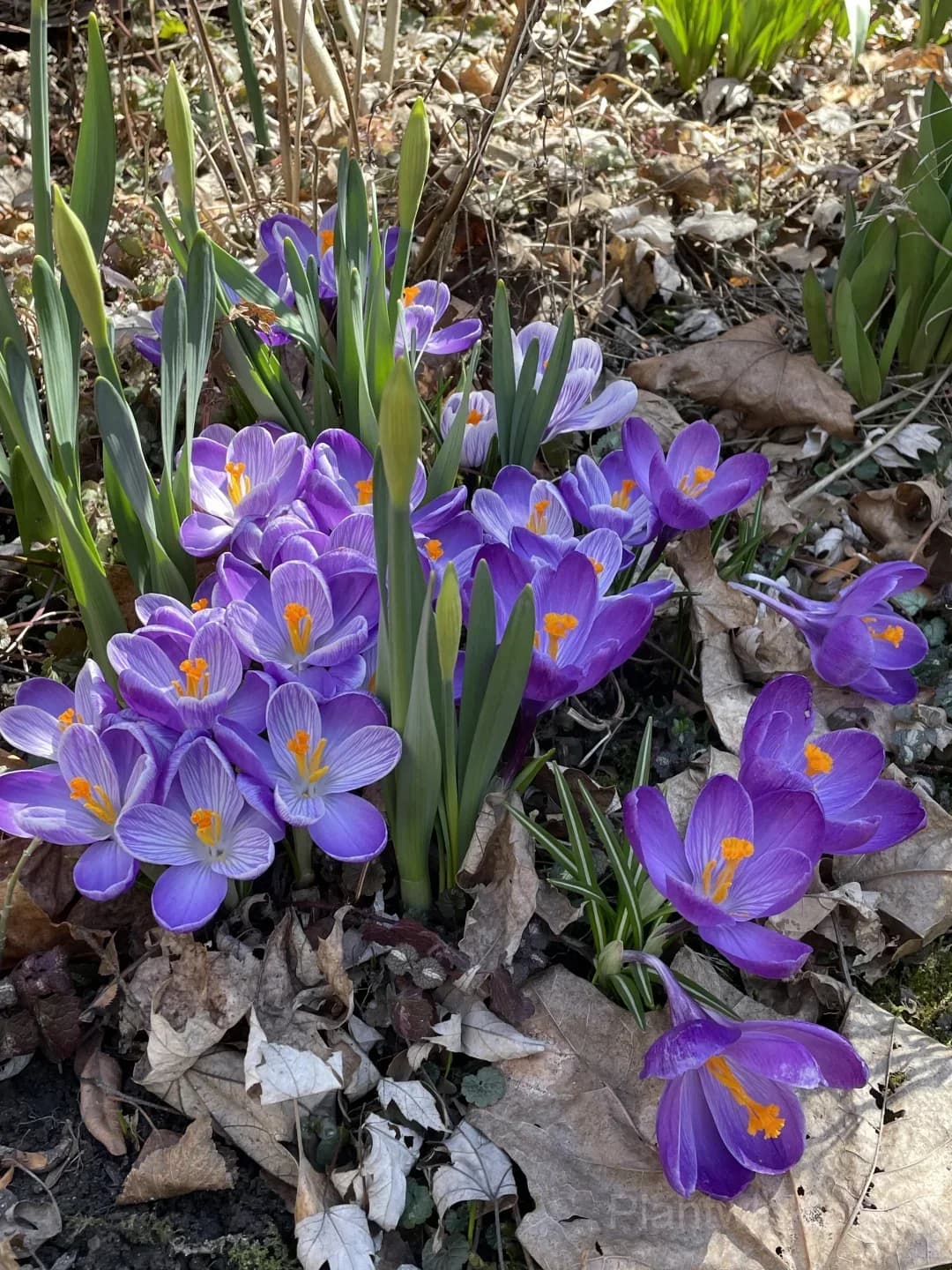Crocus Bulbs – Colorful Spring Flowers for Garden, Pots & Landscaping - Alt