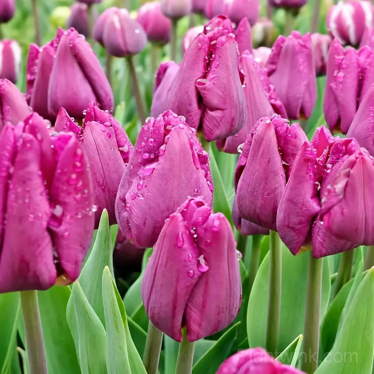 Purple Tulip Bulbs, Vibrant Purple Spring Flowers for Garden & Containers - Main