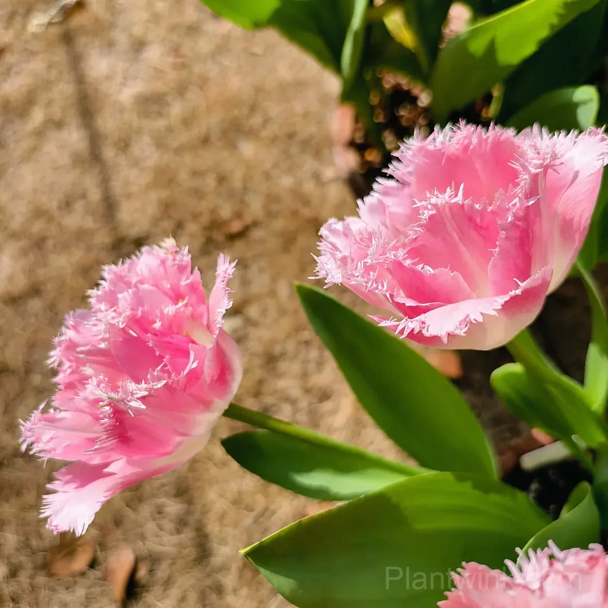 Pink Fringed Tulip Bulbs – Elegant Double-Layered Petals for Garden & Patio - View 5