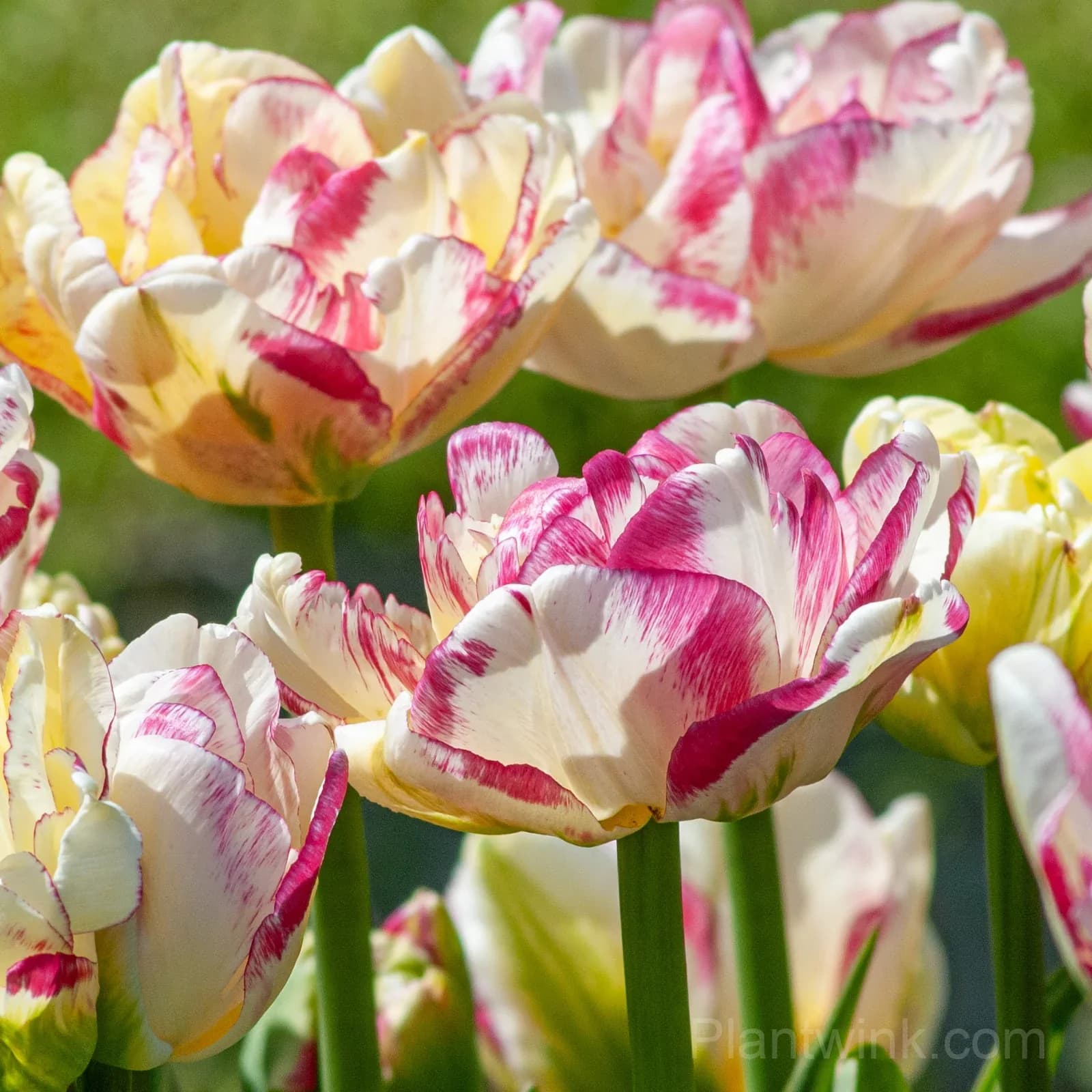 Pink & White Striped Tulip Bulbs – Multicolor Spring Blooms, Easy to Grow - Main